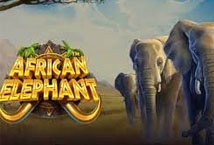 African Elephant slot